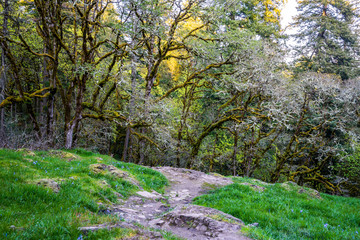 Rocky hillside path in the wild forest