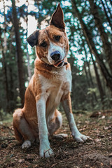 Orange dog sits in the forest and looks down with interest, the lower angle