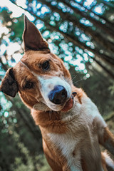 Orange dog sits in the forest and looks down, lower angle