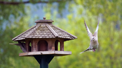 collared doves perching on a bird feeder house in spring