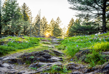 Rocky path up the mountainside with blooming forest lilies in the sun