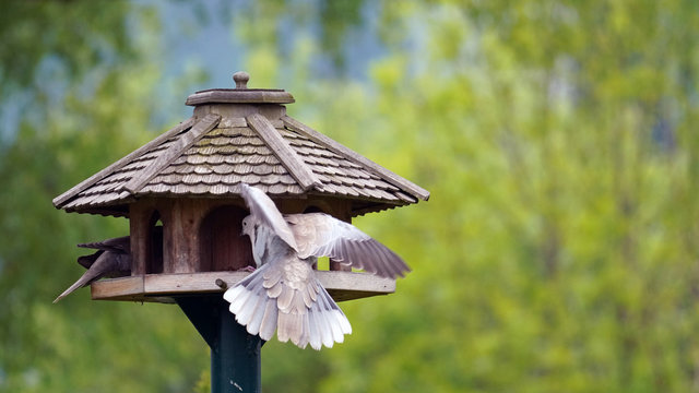 collared doves perching on a bird feeder house in spring - Powered by Adobe