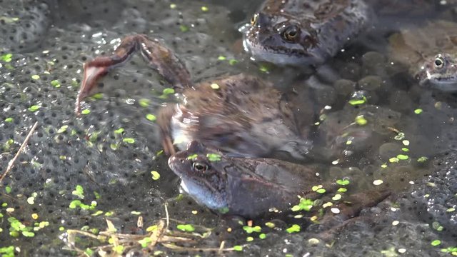 Frogs spawning in a spring pond.
