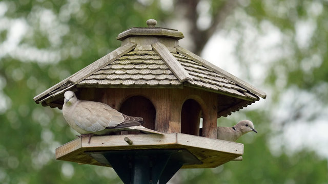 collared doves perching on a bird feeder house in spring