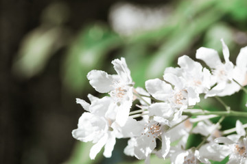 bee on a flower