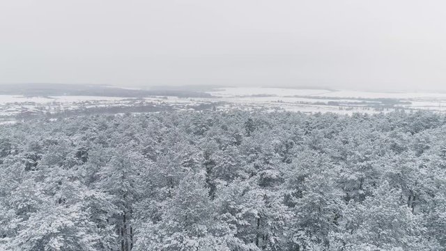 The camera flies over the winter snowy forest and descends into the depths of the forest. On the horizon, the village. Aerial
