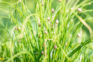 Pink Chives about to bloom, soft selective focus