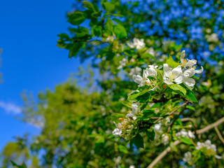 Fototapeta premium White delicate flowers of an apple tree on a branch against a blue sky. Sunny warm spring day. Freshly blossomed saturated foliage in the sunlight. Blurred background. Beauty in nature.