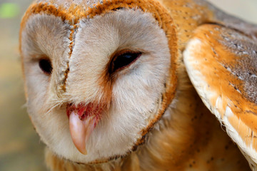 close up shot of barn owl face, owl face close up