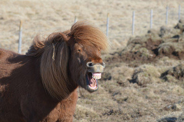 Teeth Bared on an Icelandic Horse