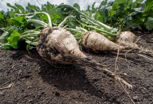 Close-up Of Sugar Beets On Field