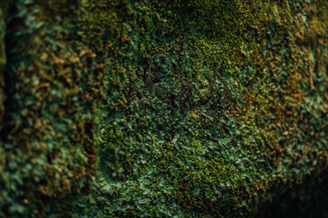 grass