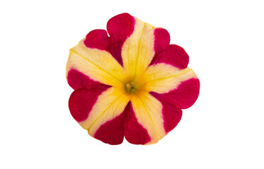 Fototapeta na wymiar yellow-red petunia flower