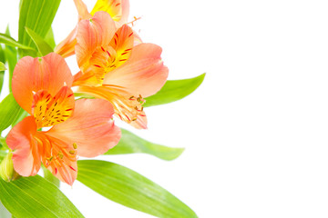 Obraz na płótnie Canvas Bouquet of fresh orange lilies flowers isolated on white