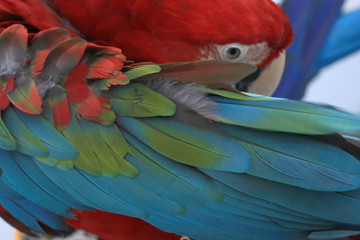 Obraz premium One macaw feather, colorful and beautiful