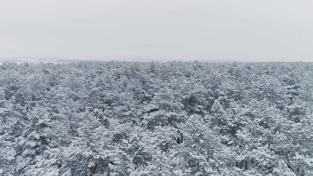 The camera flies over the winter snowy forest. Trees in the snow. Aerial
