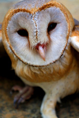 close up shot of barn owl face, owl face close up