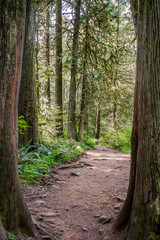 Fototapeta premium Two big trees like a gate to a path in a wild forest