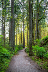 Fototapeta na wymiar Walking path for tourists in the wild forest