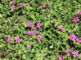 foto di un gruppo di oxalis acetosella o wood sorrel in un giardino in primavera