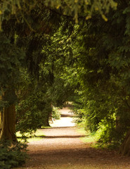 Obraz premium Drzewa