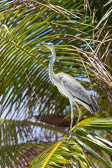 Grey Heron on the coast of the Indian ocean