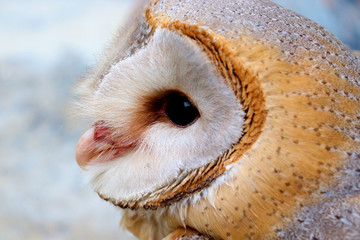close up shot of barn owl face, owl face close up
