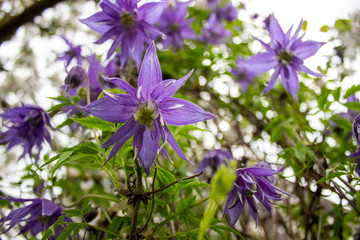 blue flowers grow on bushes. Bright blue and blue flowers against the sky. Clematis flowers