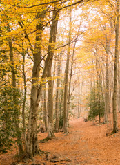 Autumn forest, Montseny