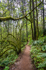 Walking path for tourists on a hillside through moss covered trees in a wild forest