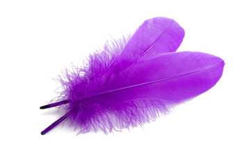 goose feather isolated