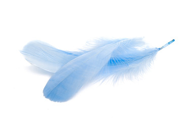 goose feather isolated