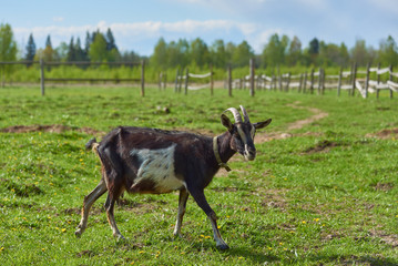 Horned piebald goat on the green grass in the paddock .