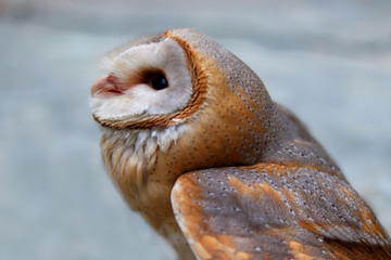 close up shot of barn owl face, owl face close up
