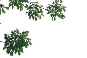 Tropical tree leaves with branches on white isolated background for green foliage backdrop and copy space 
