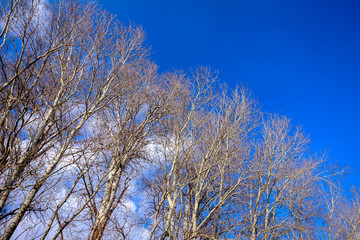 Above view at the bare tree canopies and blue sky