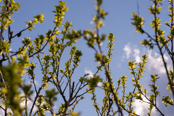 yellow leaves against blue sky
