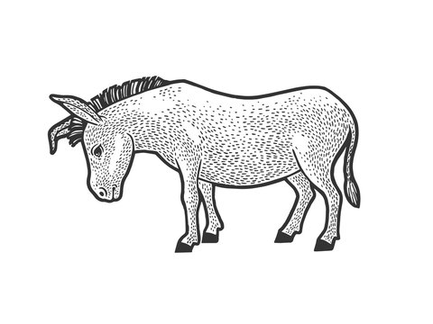 sad tired donkey sketch engraving vector illustration. T-shirt apparel print design. Scratch board imitation. Black and white hand drawn image.