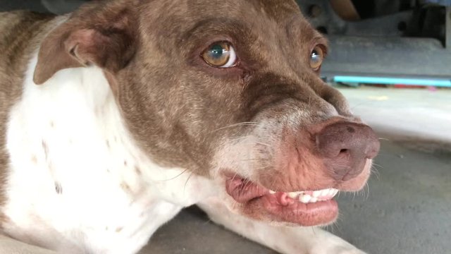 Brown and white dog is eating a bone that is stance fierce and aggressive.