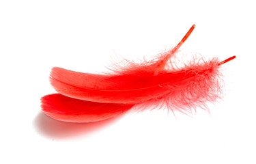 goose feather isolated