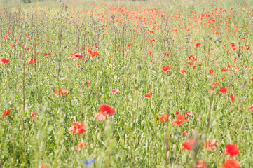 Fototapeta premium Łąka maków