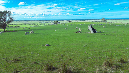 flock of sheep in the field