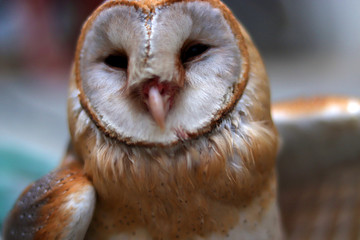 close up shot of barn owl face, owl face close up