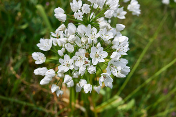Allium neapolitanum