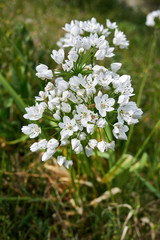 Fototapeta premium Allium neapolitanum