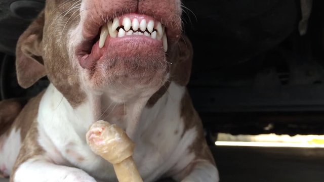 Brown And White Dog Is Eating A Bone That Is Stance Fierce And Aggressive.