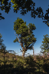 Lonely and solitary tree in the forest and some leaves and brunches framing it