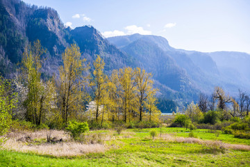 Landscape of a green meadow with flowering trees and high rocky mountains in a blue haze at the Columbia River Gorge