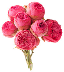 pink peony isolated on white background