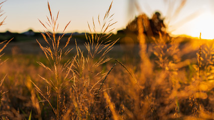 Golden spikes wheat under the brights rays of sun at sunset. Landscape with green crop fields on the background. Ears of golden wheat close up. Rural Landscape with warm light. 